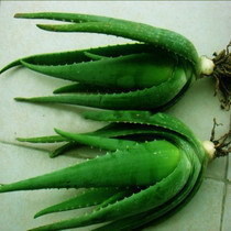 【图】新鲜芦荟食用销售排行 新鲜芦荟食用网