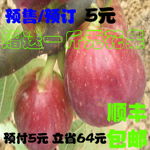  预售/预订新鲜水果红皮无花果直销预订5元赠送一斤全国顺丰包邮