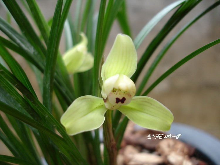 Potted Plants flowers and plants Orchid/Spring Orchid-Narcissus 2in the Flower delivery/Flowers simulation/Plants gardening , Flowers/Potted plants (New) , Flowers category - from Buy2taobao.com to provide professional Taobao agent buy service
