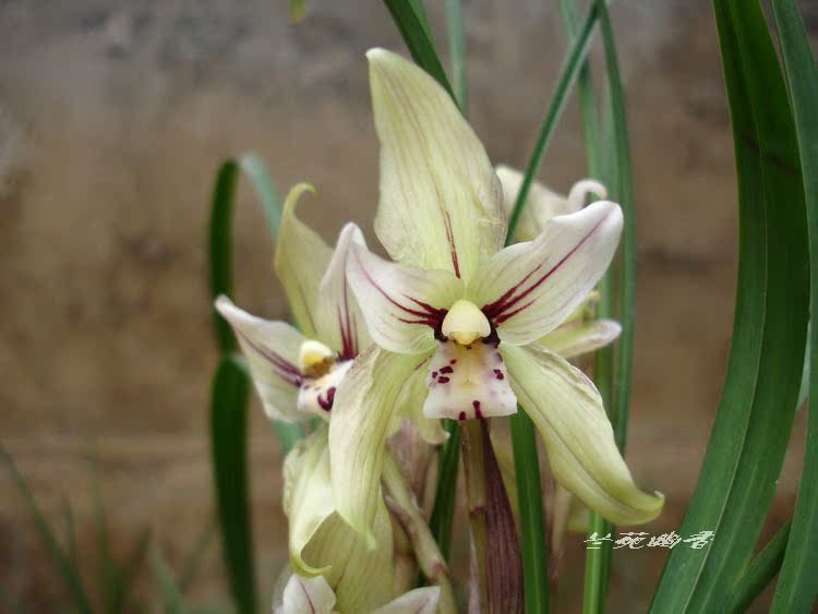 Potted Plants flowers and plants Orchid/Spring Orchid-Big Flower Cicada Wingsin the Flower delivery/Flowers simulation/Plants gardening , Flowers/Potted plants (New) , Flowers category - from Buy2taobao.com to provide professional Taobao agent buy service