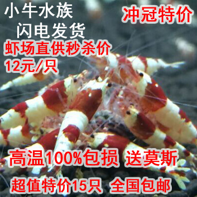 小牛水族 红白纯血水晶虾 厚白 纯系水晶虾 白区 丸子 虎牙 S级|ruв категории животное/Животное питание и принадлежностей, аквариум мира, креветки - от Buy2taobao.com для оказания профессиональной услуги покупки агента Taobao