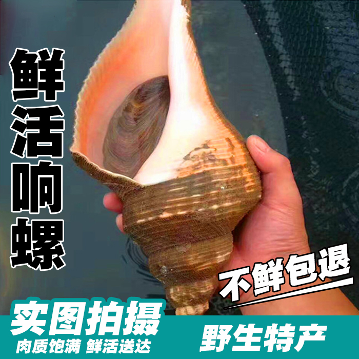 野生鲜活海鲜大响螺螺丝角螺 响螺海螺号螺 凤螺 新鲜海螺鲜活|ruв категории водной мясо/свежие фрукты и овощи/еда, морепродукты/водные продукты/изделия, моллюски, моллюсков изделия - от Buy2taobao.com для оказания профессиональной услуги покупки агента Taobao