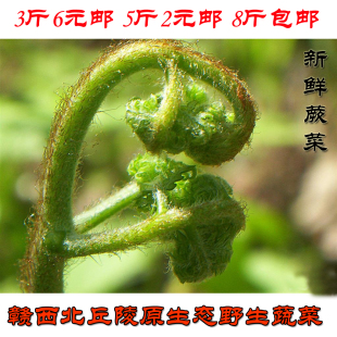  纯野生野味绿色蔬菜/排毒清油/出口级拳头菜/猫爪/龙头菜批发直销