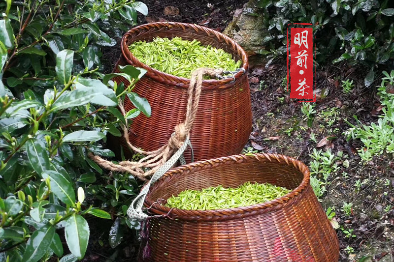 我家茶园最后一批采摘的明前茶 明前西湖龙井口感醇厚富含茶多酚在类目 茶, 绿茶(新), 西湖龙井中 - 来自Buy2taobao.com提供专业的淘宝代购服务