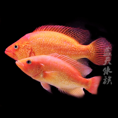 【蓝天水族】热带鱼观赏鱼红老虎鱼活体 金玉满堂鱼 红头金鲷大型