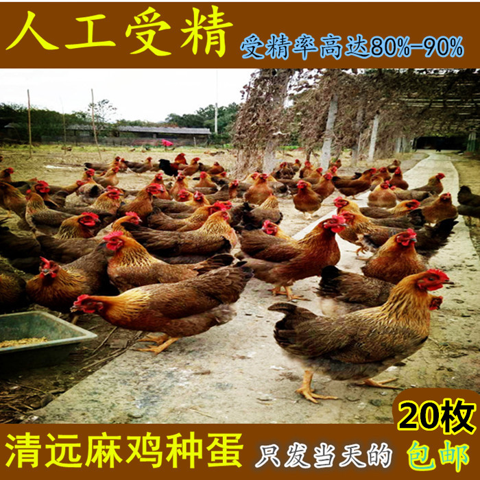 清远麻鸡种蛋受精野鸡种蛋 孵化用蛋 可孵化小鸡的种蛋 20枚包邮在类目 水产肉类/新鲜蔬果/熟食, 蛋/蛋制品, 鲜活蛋类, 鸡蛋中 - 来自Buy2taobao.com提供专业的淘宝代购服务