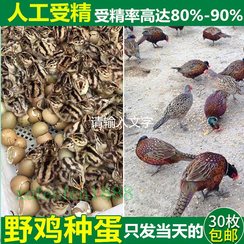 野鸡种蛋 高受精 可孵化小鸡的七彩山鸡蛋 30枚包邮促销|ruв категории водной мясо/свежие фрукты и овощи/еда, яйца/яичные продукты, свежие яйца, яйца - от Buy2taobao.com для оказания профессиональной услуги покупки агента Taobao