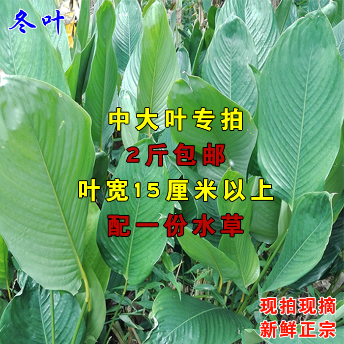【中大叶】新鲜采摘冬叶粽叶柊叶肇庆特产裹蒸粽农家现摘2斤包邮在类目 粮油米面/南北干货/调味品, 南北干货/肉类干货, 干货/土特产, 其它中 - 来自Buy2taobao.com提供专业的淘宝代购服务