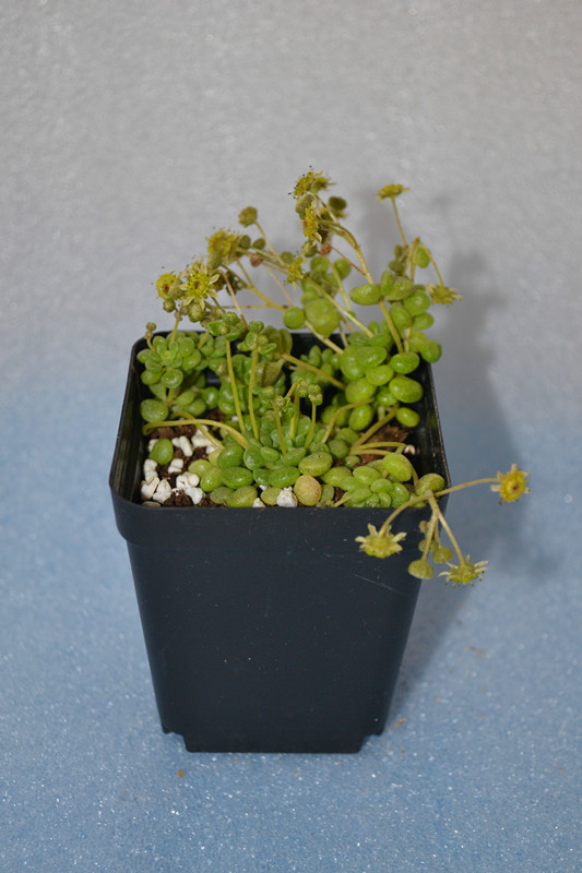 多肉植物【魔南天星】办公室 室内 居家 防辐射 花卉