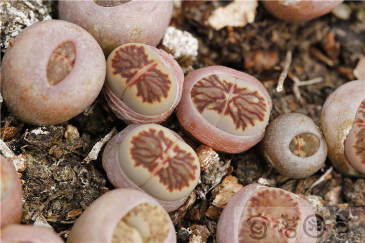 生石花属 特选菊章玉 julii'kikusiyo giyoku'_价格_评价_怎麼样