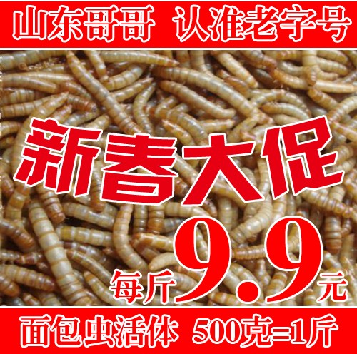 Tenebrio live Tenebrio Mealworms Lizard snacks Big promotion /Jinin the Pet/Pet food and supplies , Reptile/Insects and supplies Ming , Reptile/Ming insect food category - from Buy2taobao.com to provide professional Taobao agent buy service