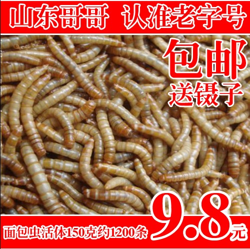 黄粉虫活虫 黄粉虫活体面包虫,宠物零食150克,约1500条,促销|ruв категории животное/Животное питание и принадлежностей, рептилии/насекомых и принадлежностей, рептилии/насекомых питание - от Buy2taobao.com для оказания профессиональной услуги покупки агента Taobao