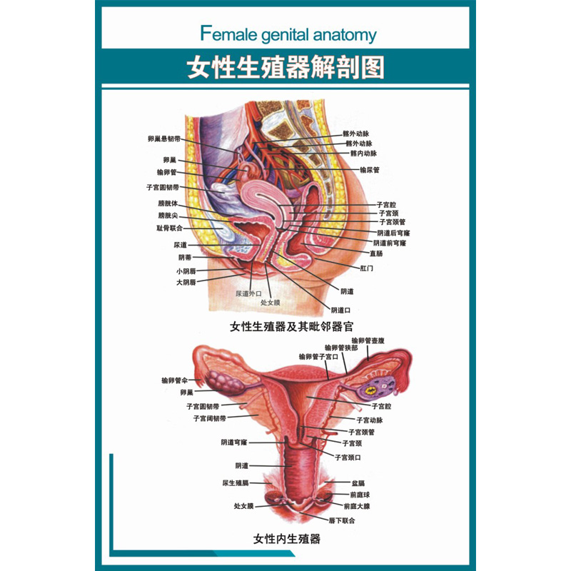 男女泌尿生殖挂图《女性生殖器解刨图》pvc写真压膜防水耐用