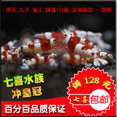 水晶蝦活體,水晶蝦觀賞蝦,練手水晶蝦米蝦,丸子虎牙白軀 輝煌混撈在類目 寵物/寵物食品及用品, 水族世界, 蝦中 - 來自Buy2taobao.com提供專業的淘寶代購服務