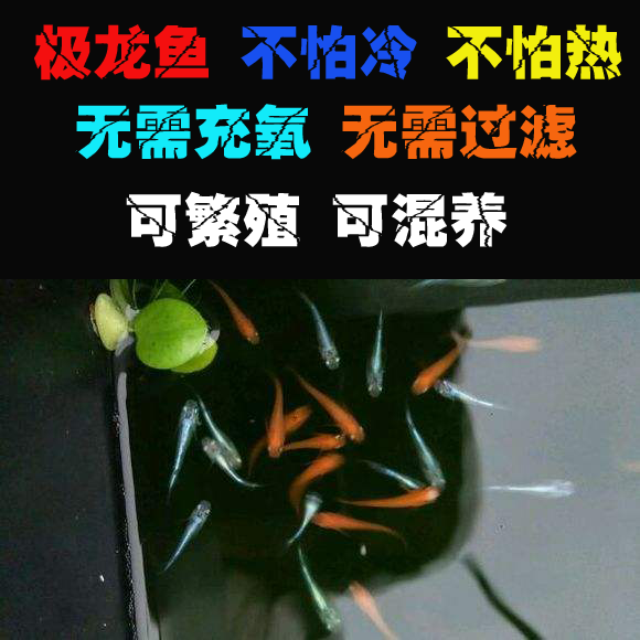 觀背青鳉魚種魚,迷妳錦鯉觀背魚,辦公桌觀賞魚,極龍魚青鳉魚飼料在類目 寵物/寵物食品及用品, 水族世界, 魚中 - 來自Buy2taobao.com提供專業的淘寶代購服務