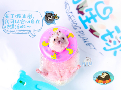【刺星球】刺猬花枝鼠洗澡游泳玩具伴侣游泳圈救生圈可爱消耗品