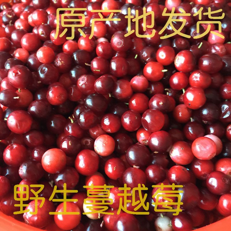 18 Quick-freeze fresh wild Cranberry Fresh fruit fruit juice Jam Wine Enzyme Dedicated 2 poundsin the Snacks/Nuts/Specialty , Confection/Class dates/Plum/Dried fruit , Blueberries category - from Buy2taobao.com to provide professional Taobao agent buy service