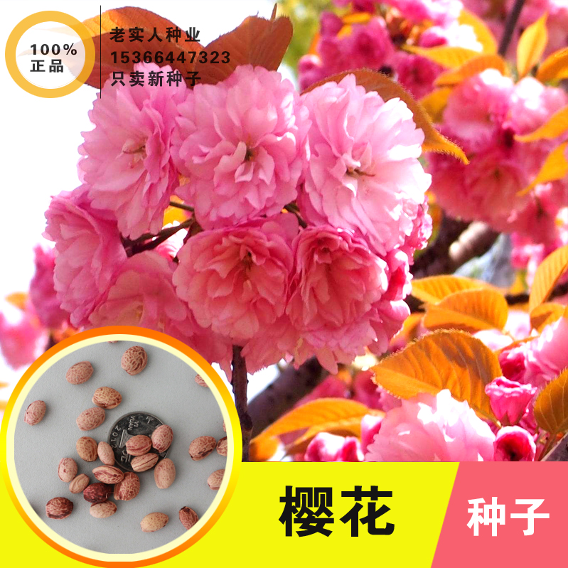 新采摘乔木林木树种山樱花树种子晚樱种子日本樱花种子冬樱花种子在类目 鲜花速递/花卉仿真/绿植园艺, 花卉/蔬果/草坪种子(新), 家庭园艺种子中 - 来自Buy2taobao.com提供专业的淘宝代购服务