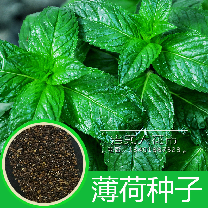 食用薄荷种子香草种子柠檬香水薄荷猫薄荷种子胡椒薄荷花种子包邮|msdalam kategori penghantaran bunga/bunga simulasi/tumbuhan berkebun, bunga/Buah-buahan dan sayur-sayuran/benih rumput (baru), benih rumah berkebun - dari Buy2taobao.com untuk memberikan perkhidmatan ejen Taobao profesional membeli