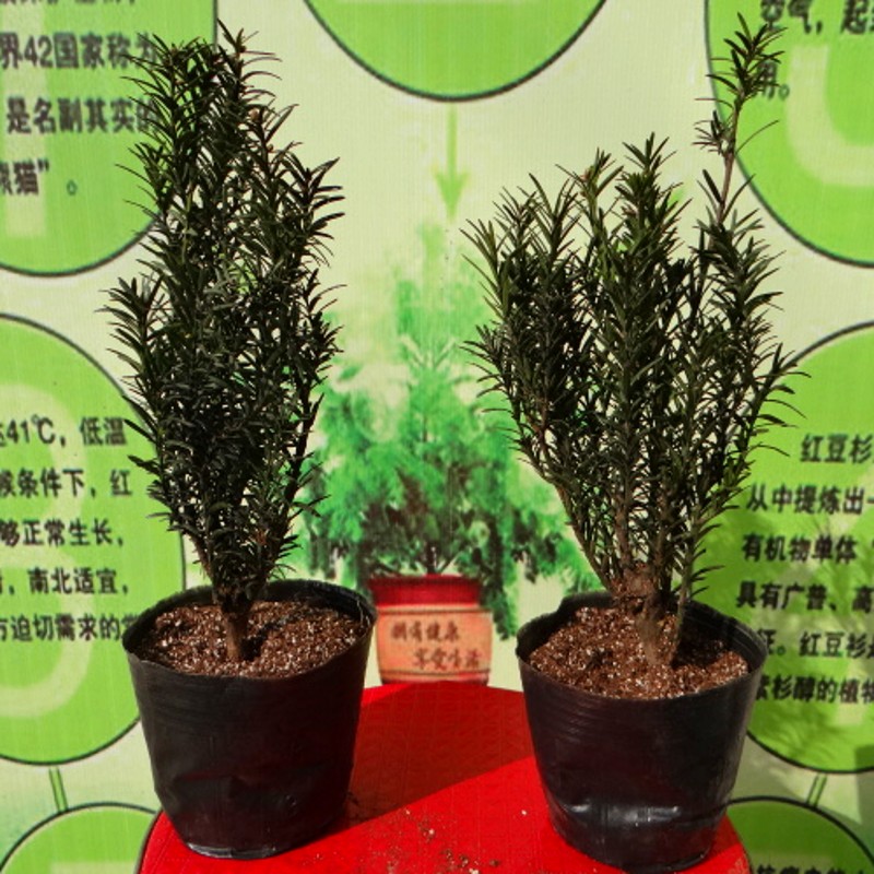 曼地亚红豆杉树苗旗舰店|曼地亚红豆杉几年结