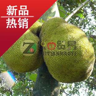  新鲜水果 海南菠萝蜜 木菠萝 20斤起拍 南宁市区包邮 织田贸易