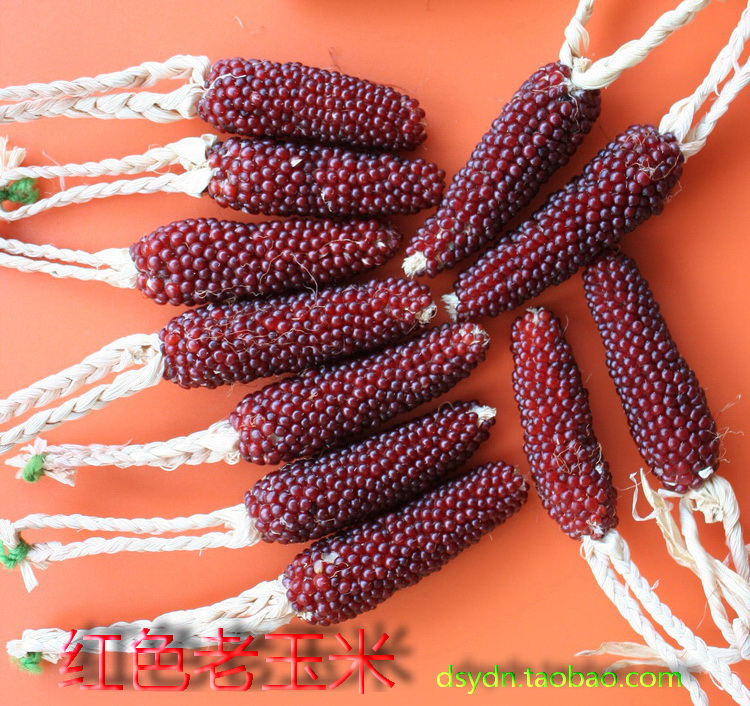 红色观赏装饰 小玉米种子 稀有老品种 城市花园林庭院春季种植在类目 居家布艺, 布料/面料/手工diy布料面料中 - 来自Buy2taobao.com提供专业的淘宝代购服务