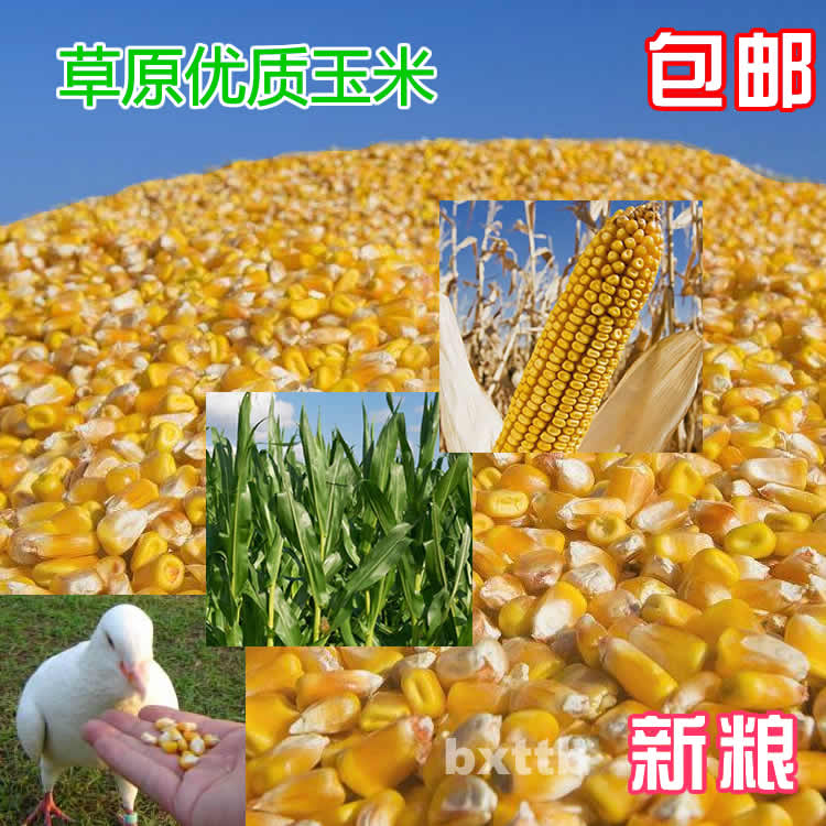 玉米整粒马牛羊饲料鸽子粮食棒子粒鸡鸭鹅食量新玉米粒5-10斤包邮在类目 畜牧/养殖物资, 饲料, 饲料原料中 - 来自Buy2taobao.com提供专业的淘宝代购服务