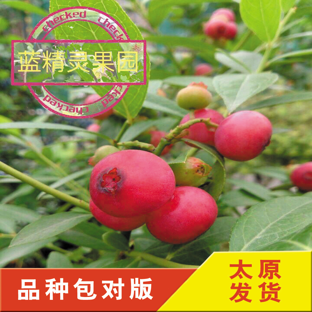 蓝莓苗1年盆栽南方北方室内庭院种植绿植水果盆栽树苗包邮可食用在类目 鲜花速递/花卉仿真/绿植园艺, 花园植物/行道树/果树, 果树中 - 来自Buy2taobao.com提供专业的淘宝代购服务