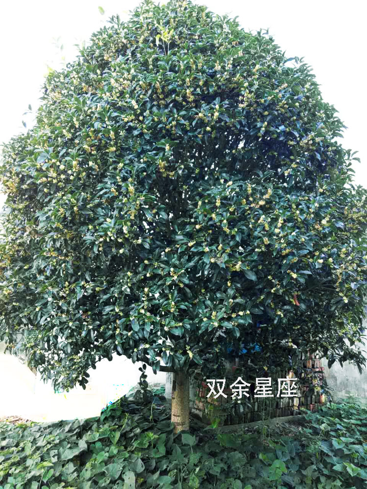 四季常青大桂花树 金桂银桂15年龄10公分以上庭院花卉绿化行道|msdalam kategori penghantaran bunga/bunga simulasi/tumbuhan berkebun, 花园植物/行道树/果树, 行道树/乔木 - dari Buy2taobao.com untuk memberikan perkhidmatan ejen Taobao profesional membeli