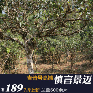  【预上架】吉普号慎言【景迈】普洱茶 生茶 年 500年景迈古树