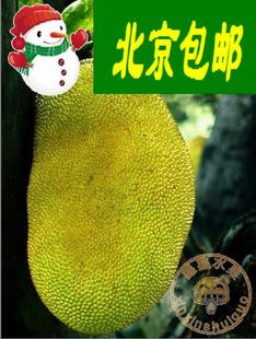  新鲜水果泰国菠萝蜜除口腔异味  香甜好吃 整个的 1个是(20-25斤)