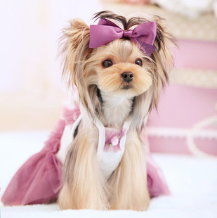Pet clothes Dog Clothes West home camisole Sasa Dress clothes Spring and summerin the Pet/Pet food and supplies , Pet apparel and accessories , Pet clothing/Raincoat category - from Buy2taobao.com to provide professional Taobao agent buy service