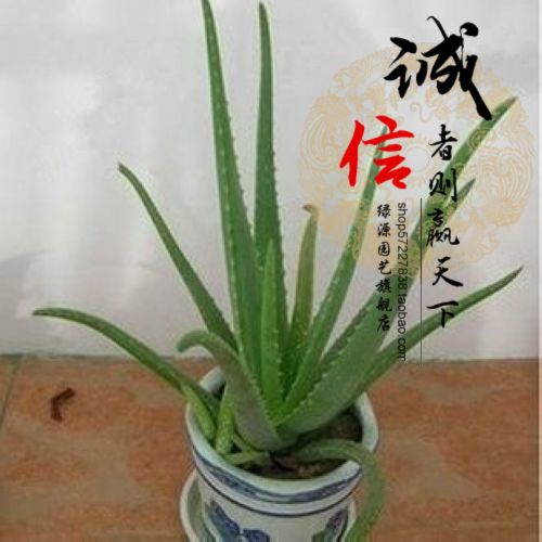 【图】新鲜芦荟食用销售排行 新鲜芦荟食用网