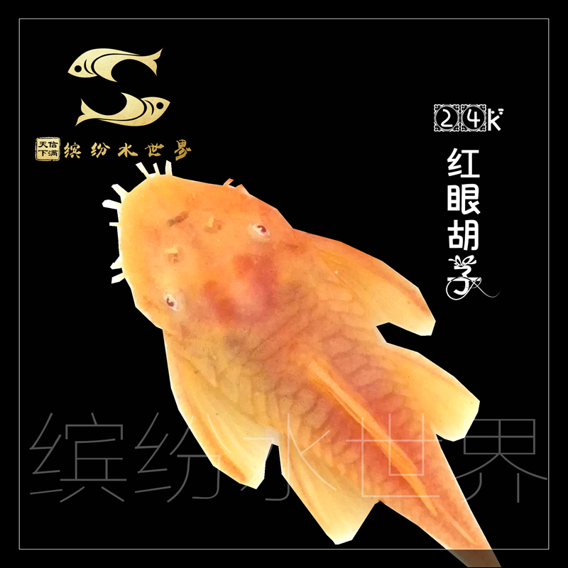 南美24K红眼黄金大胡子除藻清道夫缸工具热带观赏异型鱼活体包损|ruв категории животное/Животное питание и принадлежностей, аквариум мира, рыба - от Buy2taobao.com для оказания профессиональной услуги покупки агента Taobao