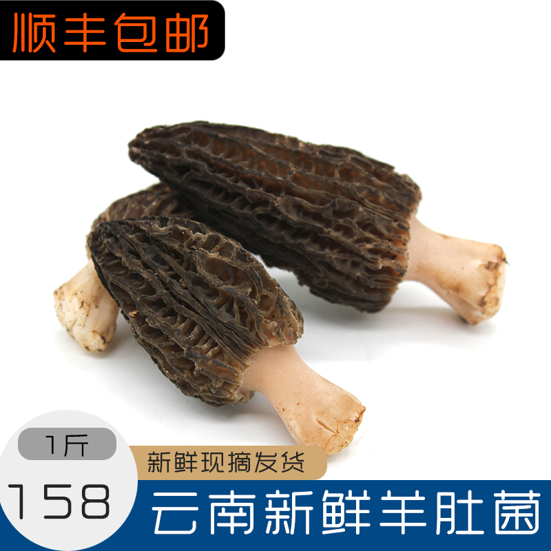 2019年云南新鲜羊肚菌 香格里拉春季鲜羊肚菌野生菌500克顺丰包邮|ruв категории зерно риса/север и Юг сухих грузов/приправы, север и Юг сухих грузов/мясо сухих грузов, сухогрузный/родной, грибов - от Buy2taobao.com для оказания профессиональной услуги покупки агента Taobao