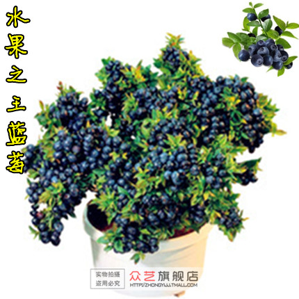 【居家】蓝莓盆栽苗