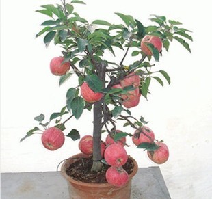 出售果树苗 庭院室内盆栽 苹果树新品种 当年结