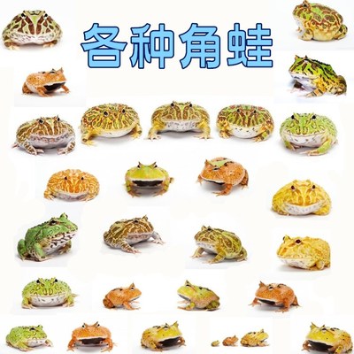 角蛙活体绿角蛙宠物青蛙黄金角蛙蝴蝶角蛙钟角蛙霸王角蛙蝌蚪