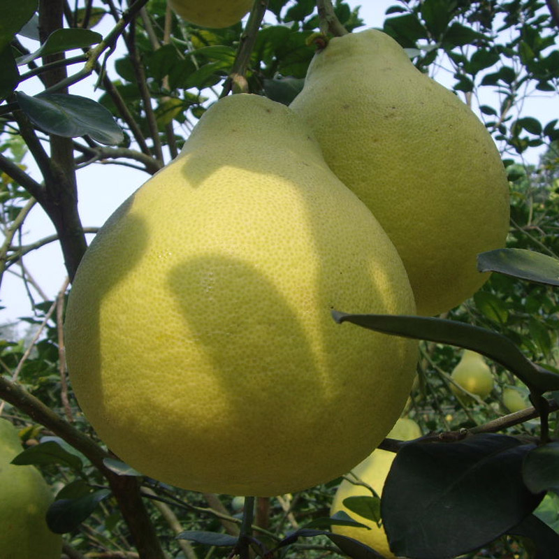 世果汇 梅州客家土特产沙田柚10斤装约3-4个 