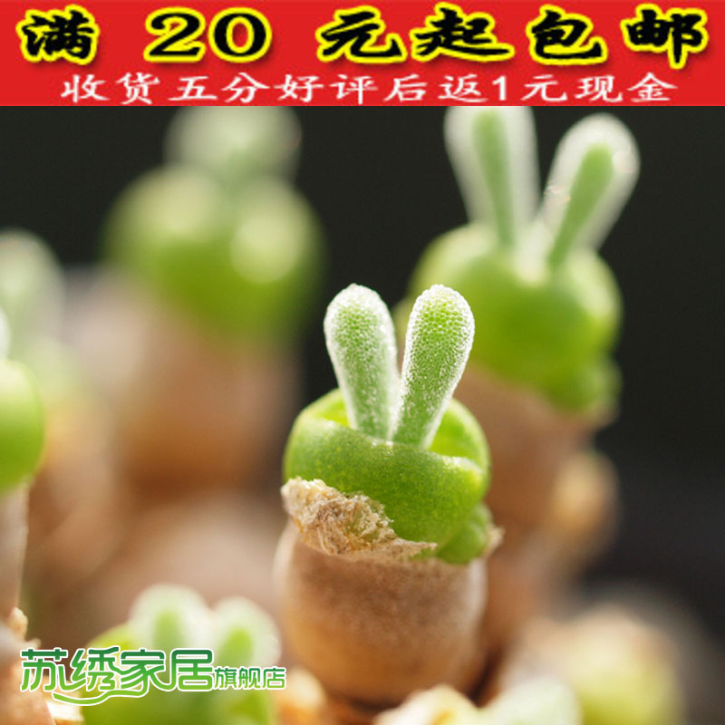 小兔子碧光环花种子淘宝网小兔子碧光环花种子