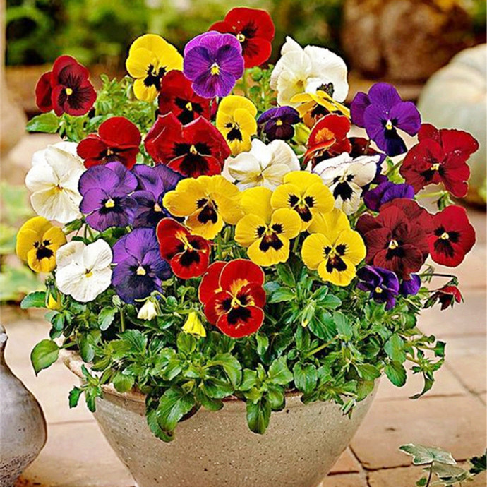 Scenery flowers and plants Flower seeds Big flower seed Pansy Butterfly Flower seed Cold-resistant courtyard Potted plantin the Flower delivery/Flowers simulation/Plants gardening , Flowers/Fruits and vegetables/Lawn seed (New) , Home & Garden Seeds category - from Buy2taobao.com to provide professional Taobao agent buy service