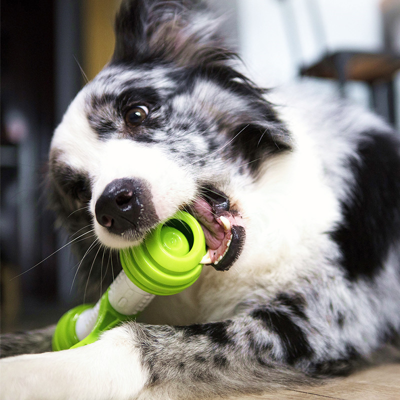 White shop Gigwi Happy Bone Electric Toys Dogs Toys washing Toysin the Pet/Pet food and supplies , Cat/Dog Toys , Leakage food ball category - from Buy2taobao.com to provide professional Taobao agent buy service