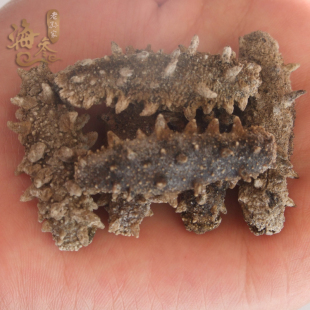  老孙家 淡干海参 野生无盐海参 家庭自用 3.8-4.2cm 按只卖