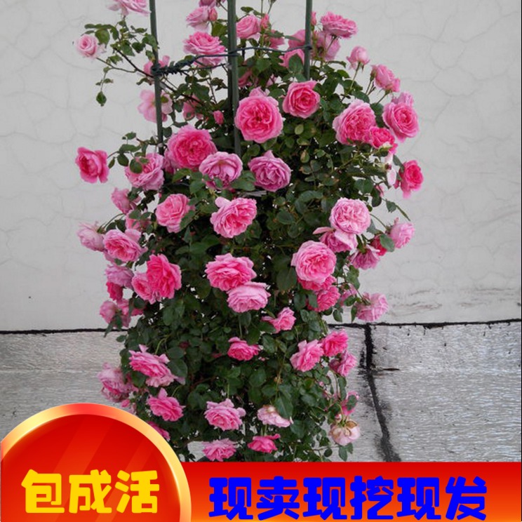 攀援植物浓香型四季蔷薇花苗月季花苗玫瑰花苗爬藤花卉盆栽包邮在类目 办公设备/耗材/相关服务, 包装设备/标牌及耗材, 包裹袋/编织袋中 - 来自Buy2taobao.com提供专业的淘宝代购服务