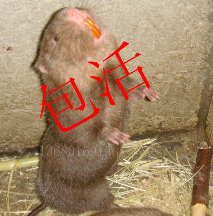 Bamboo seedling breeding of special animal mount rats game only about 1.3 kg 1 male 1 female for life