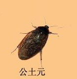 Ground beetle Earth element wing living thing feed Birds Fish feed Dry goodsin the Traditional nourishing food , Other traditional tonic , Other traditional tonic category - from Buy2taobao.com to provide professional Taobao agent buy service