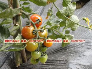  生态农庄自产有机肥种植无农药无激素新鲜圣女果樱桃西红柿