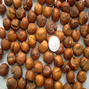  特价大兴安岭特产野生火榛子东北新货无农药无化肥 假一赔十