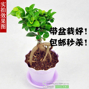 带盆栽好防辐射吸甲醛净化空气桌面盆栽植物花卉小榕树水培套装