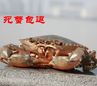  三门青蟹 海鲜活螃蟹海蟹公蟹母蟹随机 特价5两70元/只 4只起拍